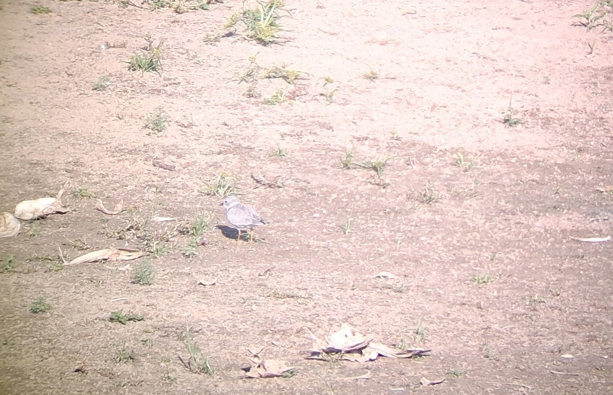 Piping Plover - ML642065883