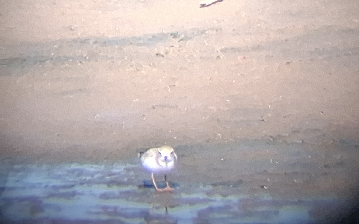 Piping Plover - ML642065884