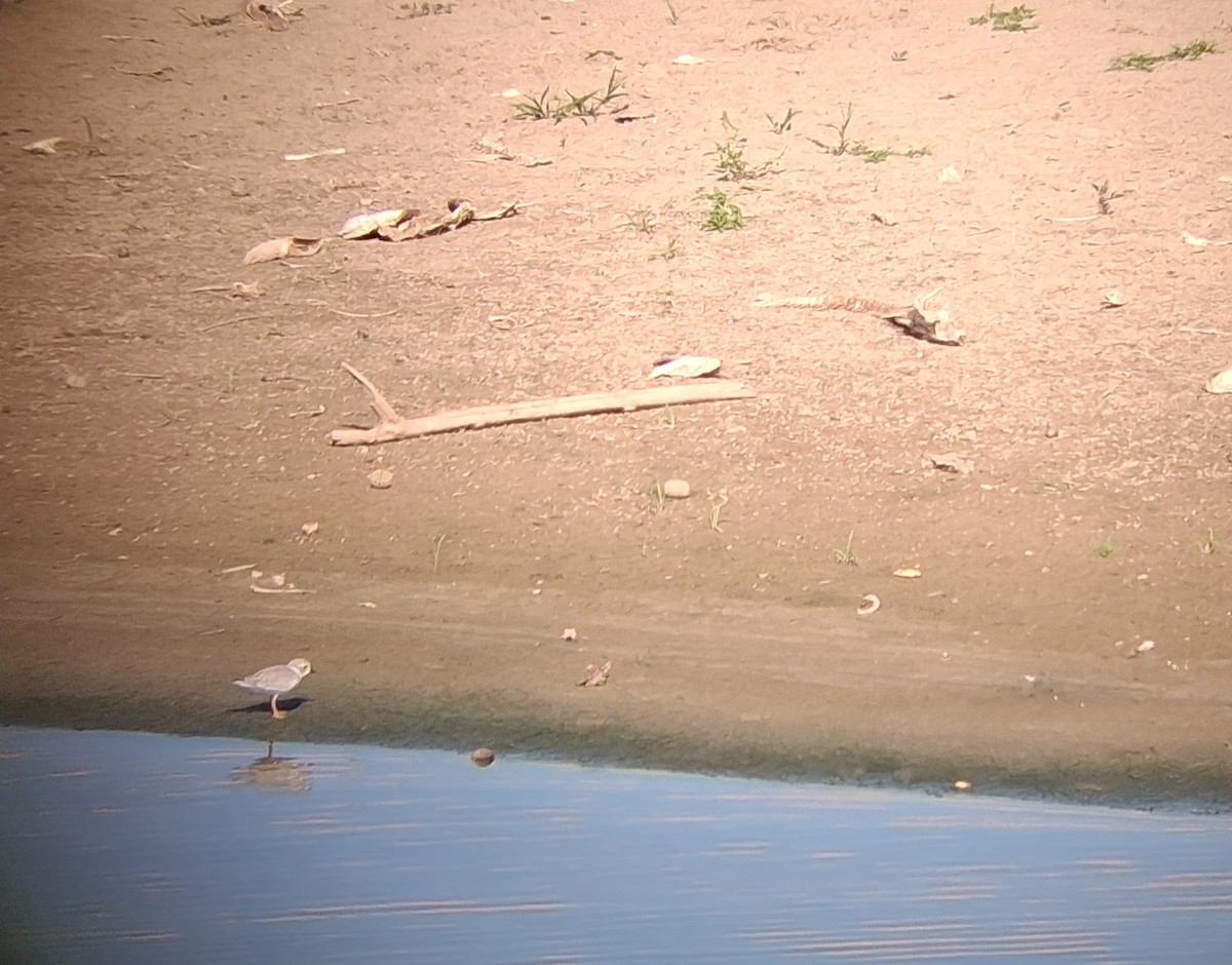 Piping Plover - ML642065885