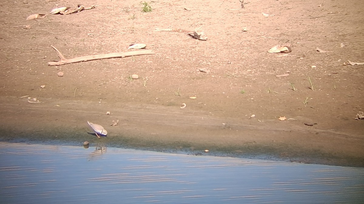Piping Plover - ML642065886