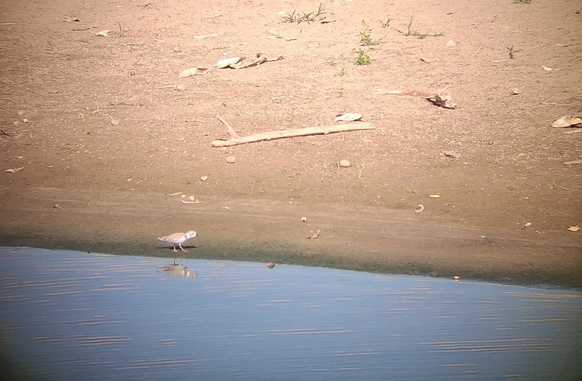 Piping Plover - ML642065887