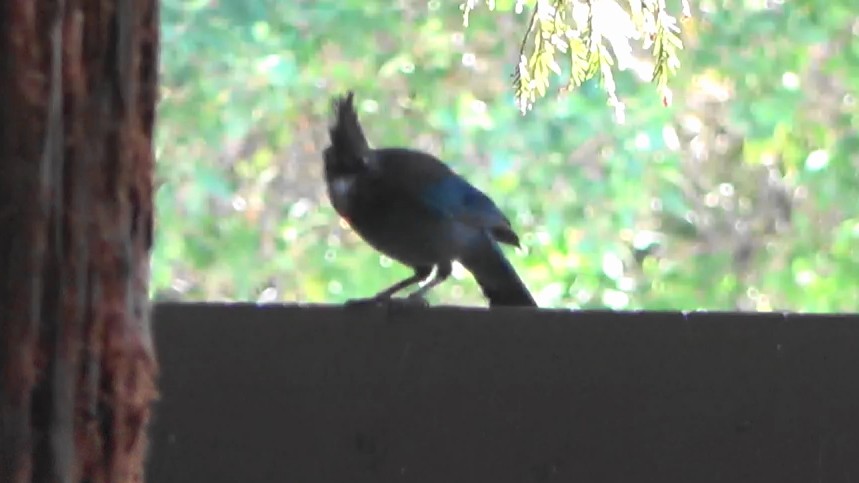 Steller's Jay - ML642065892