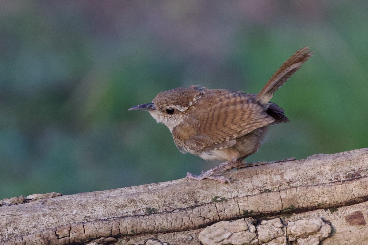 Carolina Wren - ML642065895