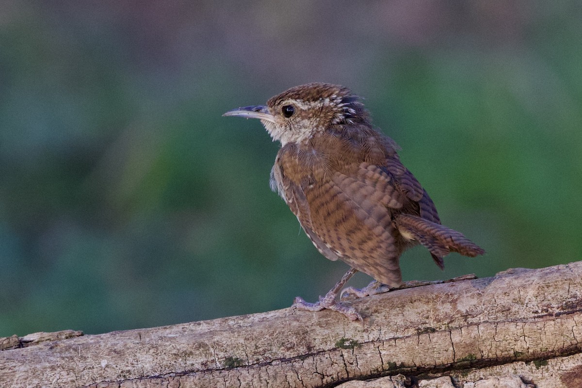 Carolina Wren - ML642065896
