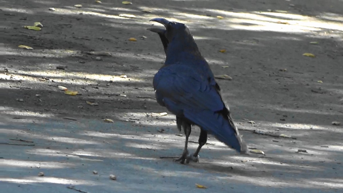 ravn - ML642065905