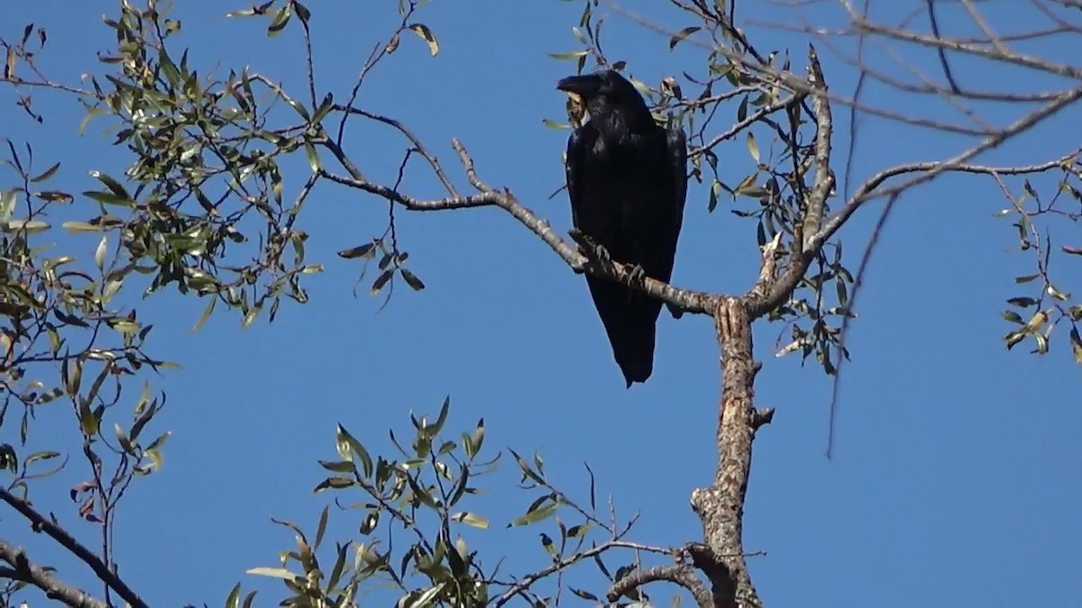 ravn - ML642065907