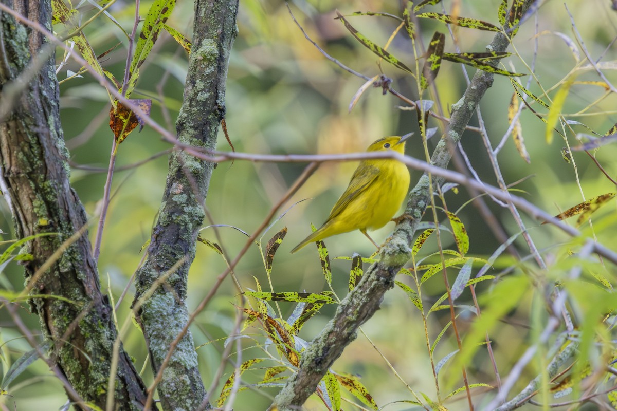 Yellow Warbler - ML642065917