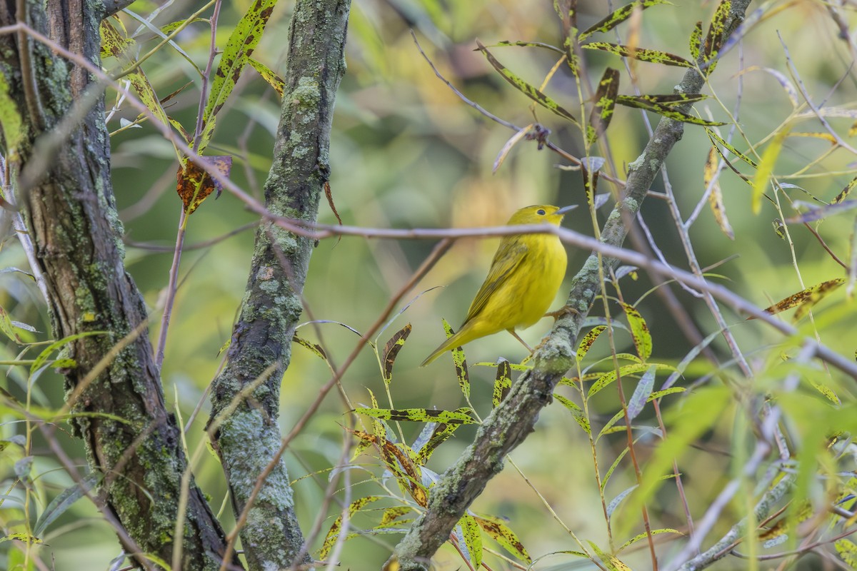 Yellow Warbler - ML642065918
