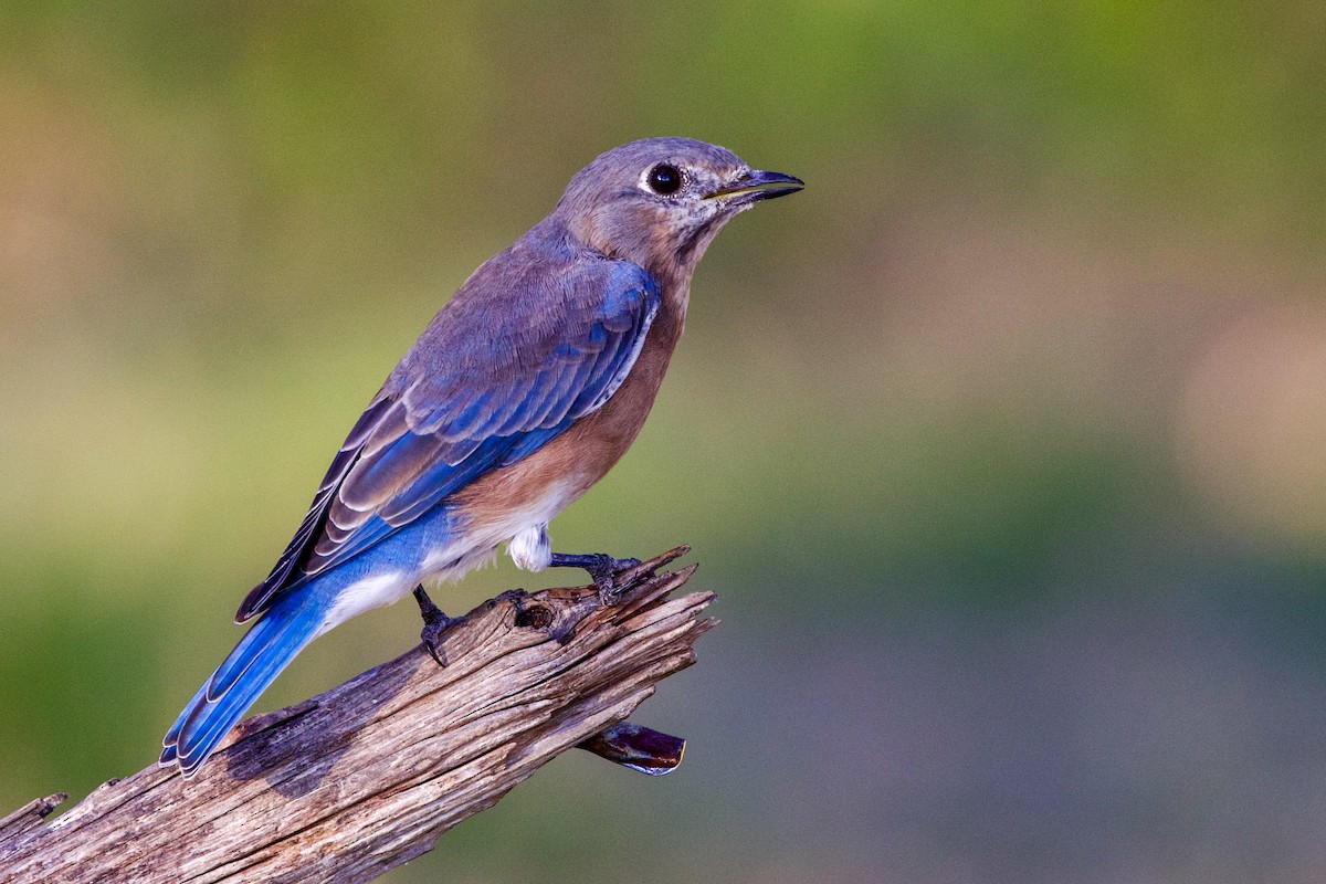 Eastern Bluebird - ML642065923