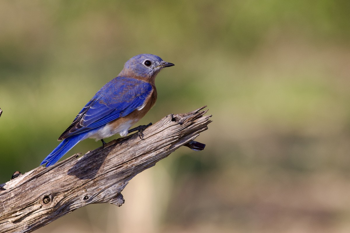 Eastern Bluebird - ML642065924