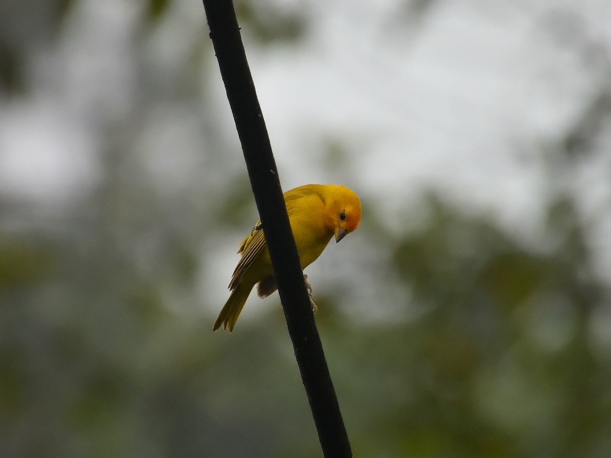 Saffron Finch - ML642065932