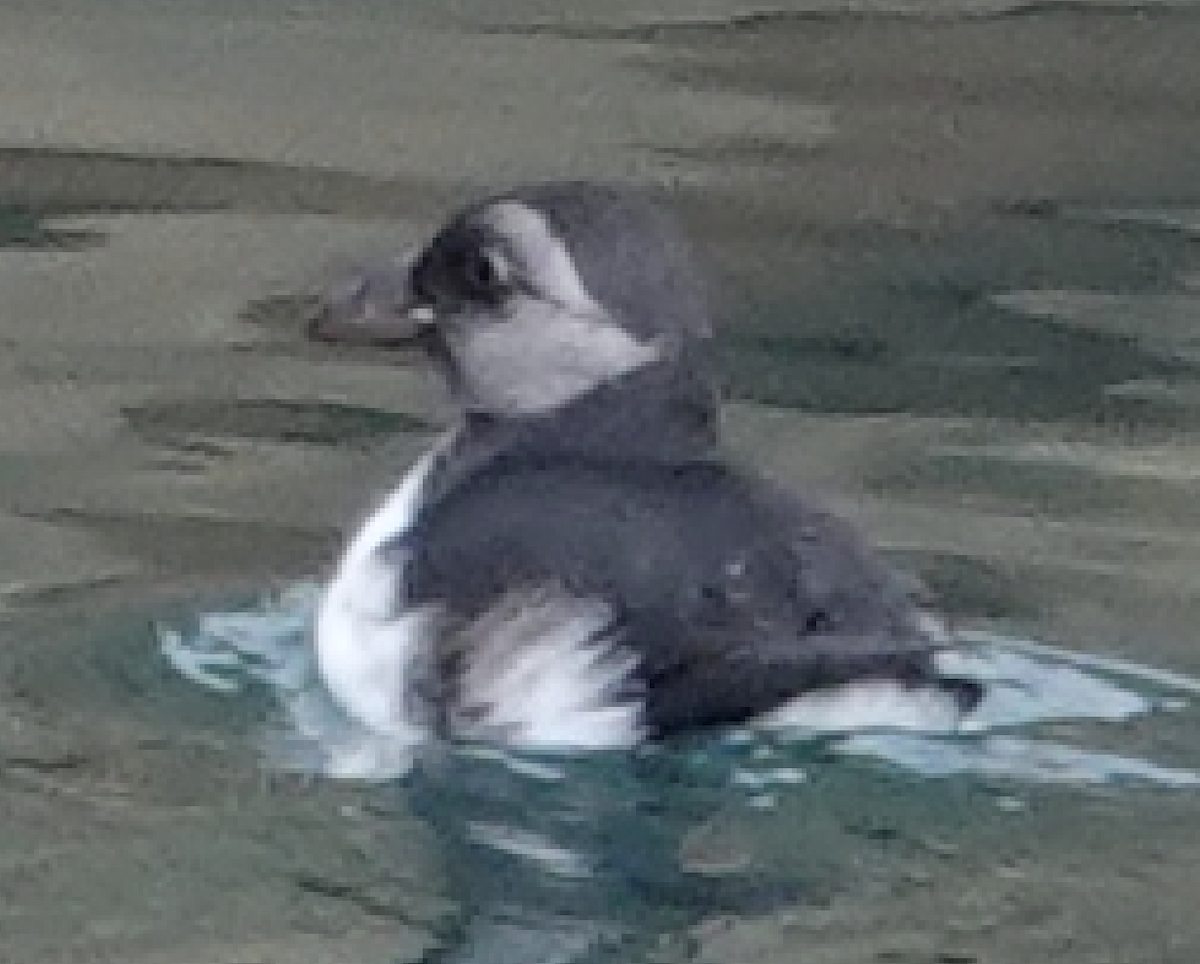 Atlantic Puffin - ML642065958