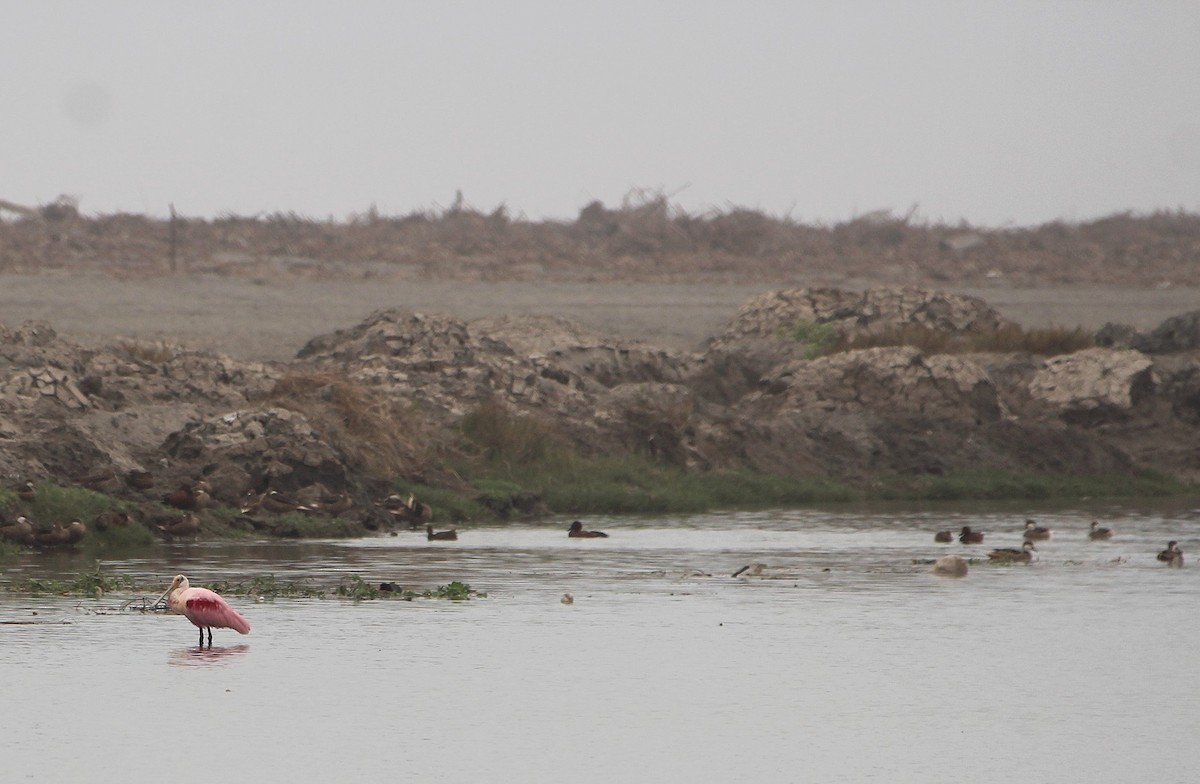 Roseate Spoonbill - ML642065969