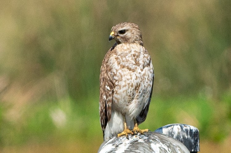 Red-shouldered Hawk - ML642065983