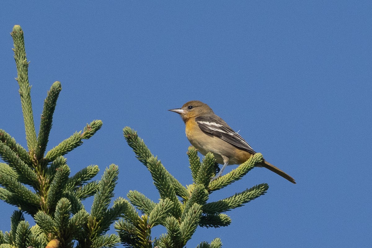 Baltimore Oriole - ML642066004