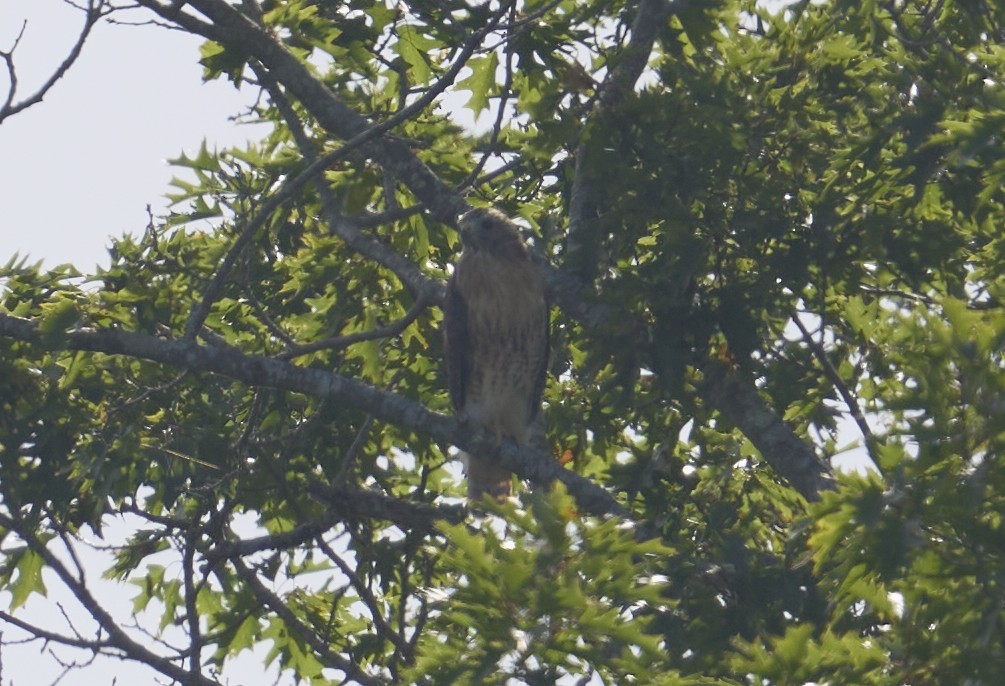 Red-shouldered x Red-tailed Hawk (hybrid) - ML642066017