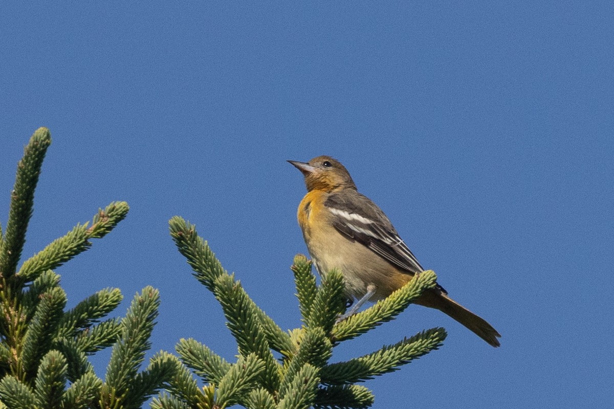 Baltimore Oriole - ML642066022