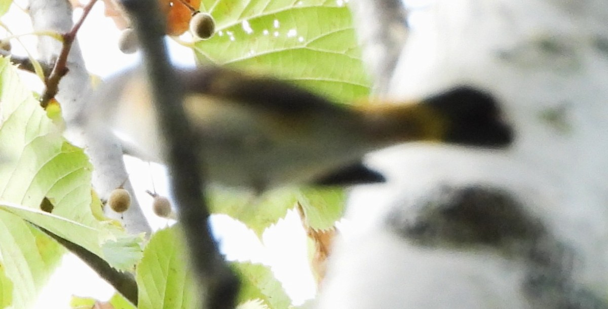 American Redstart - ML642066023