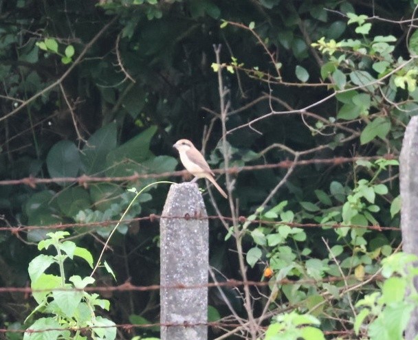 Brown Shrike - ML642066027