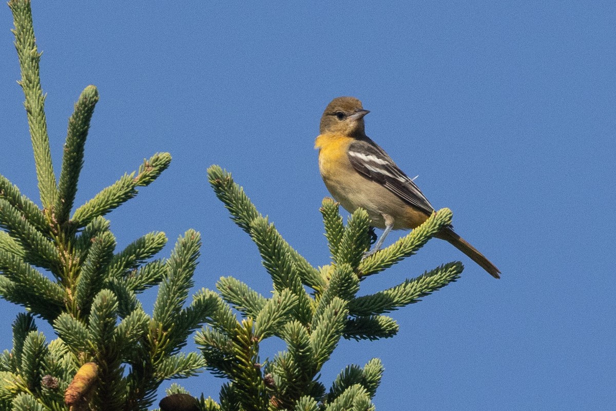 Baltimore Oriole - ML642066028