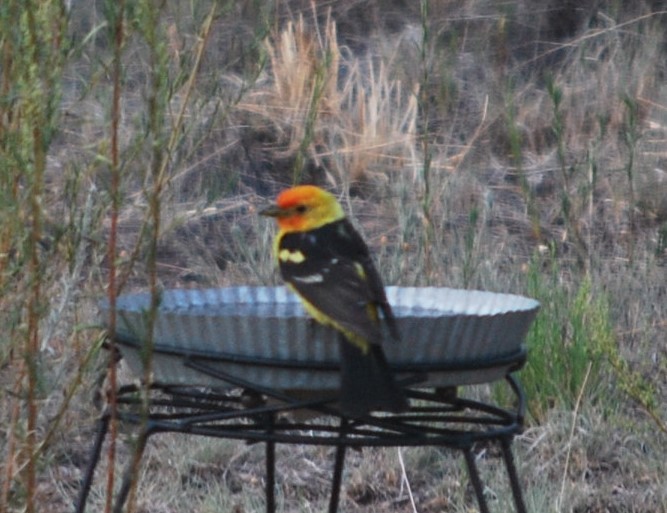Western Tanager - ML642066030