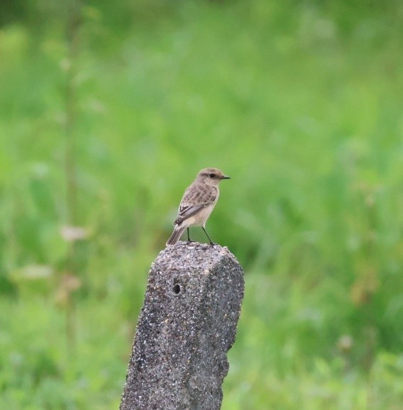Siberian Stonechat - ML642066033