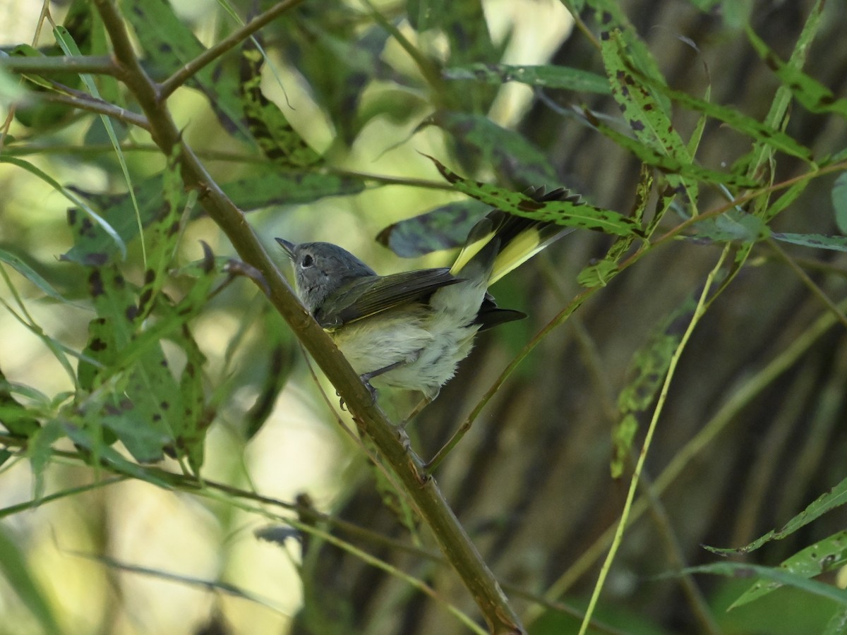 American Redstart - ML642066064