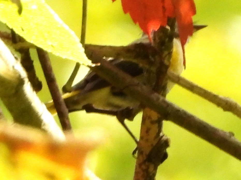 American Redstart - ML642066066
