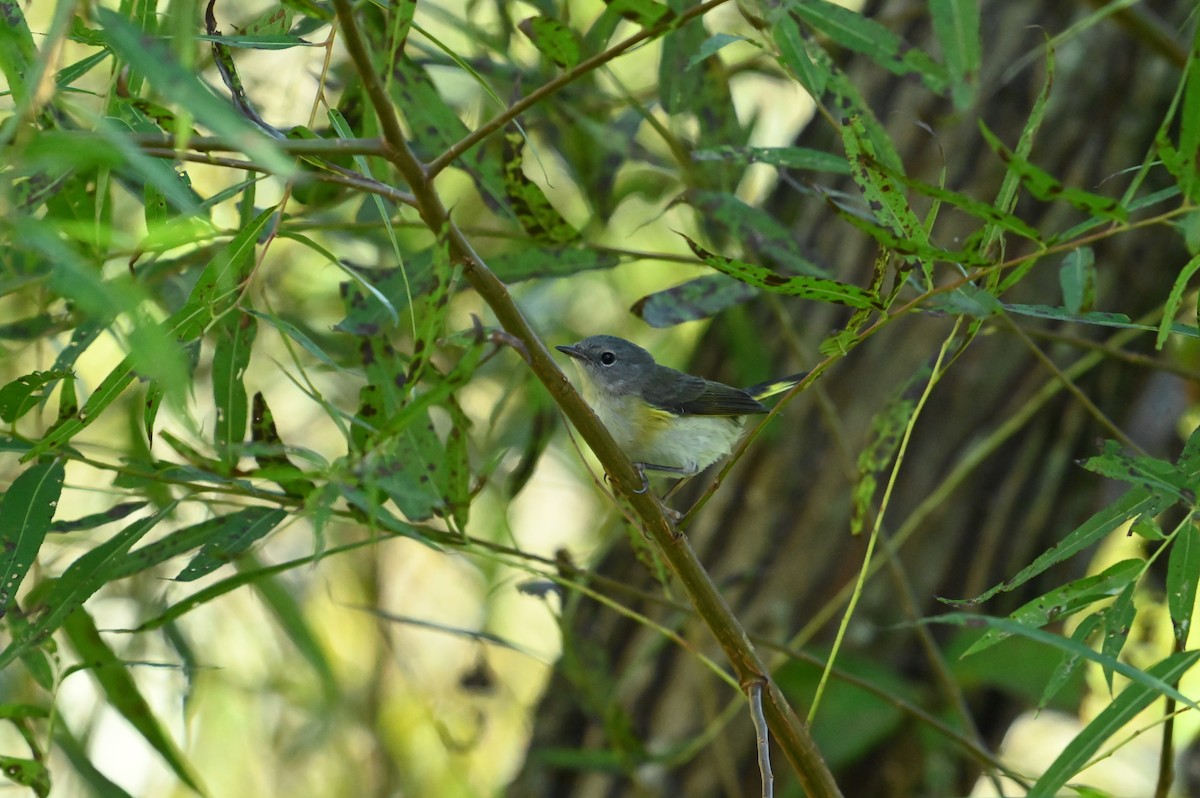 American Redstart - ML642066069