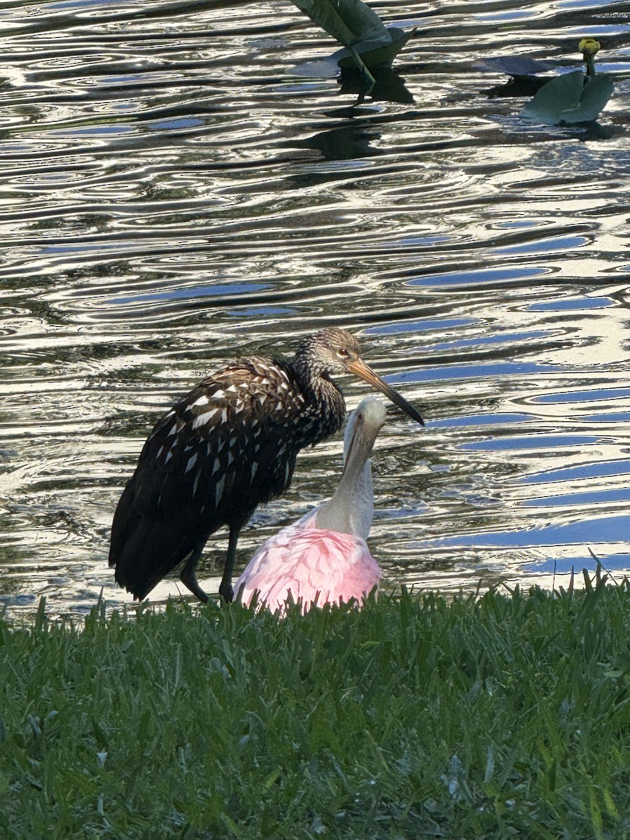 Roseate Spoonbill - ML642066091