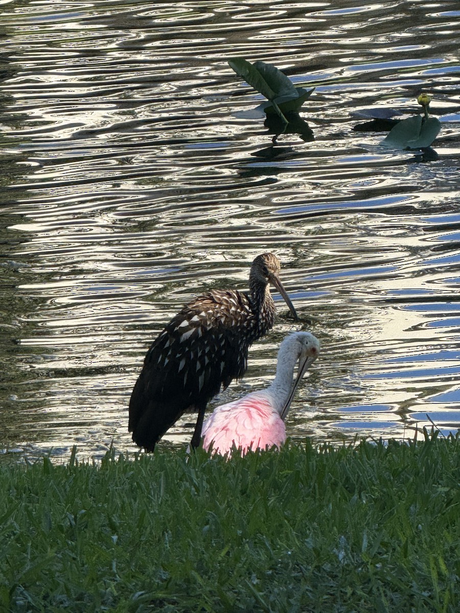 Roseate Spoonbill - ML642066092
