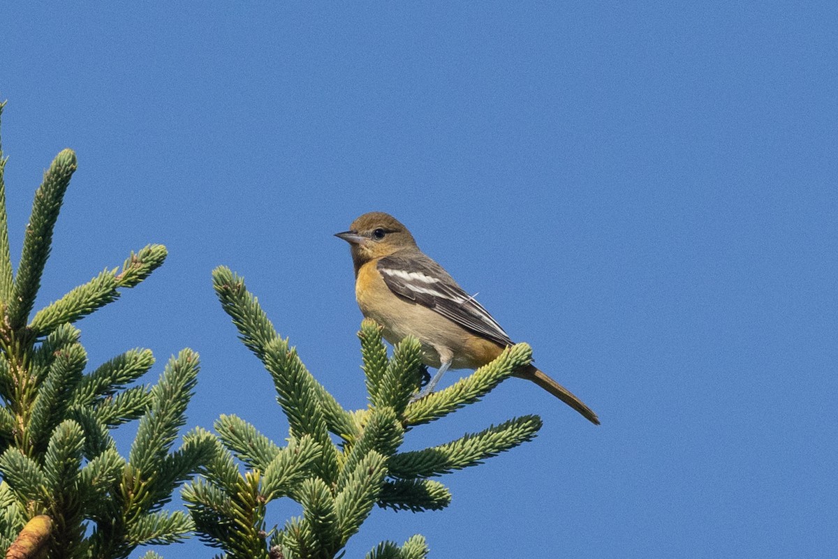 Baltimore Oriole - ML642066101