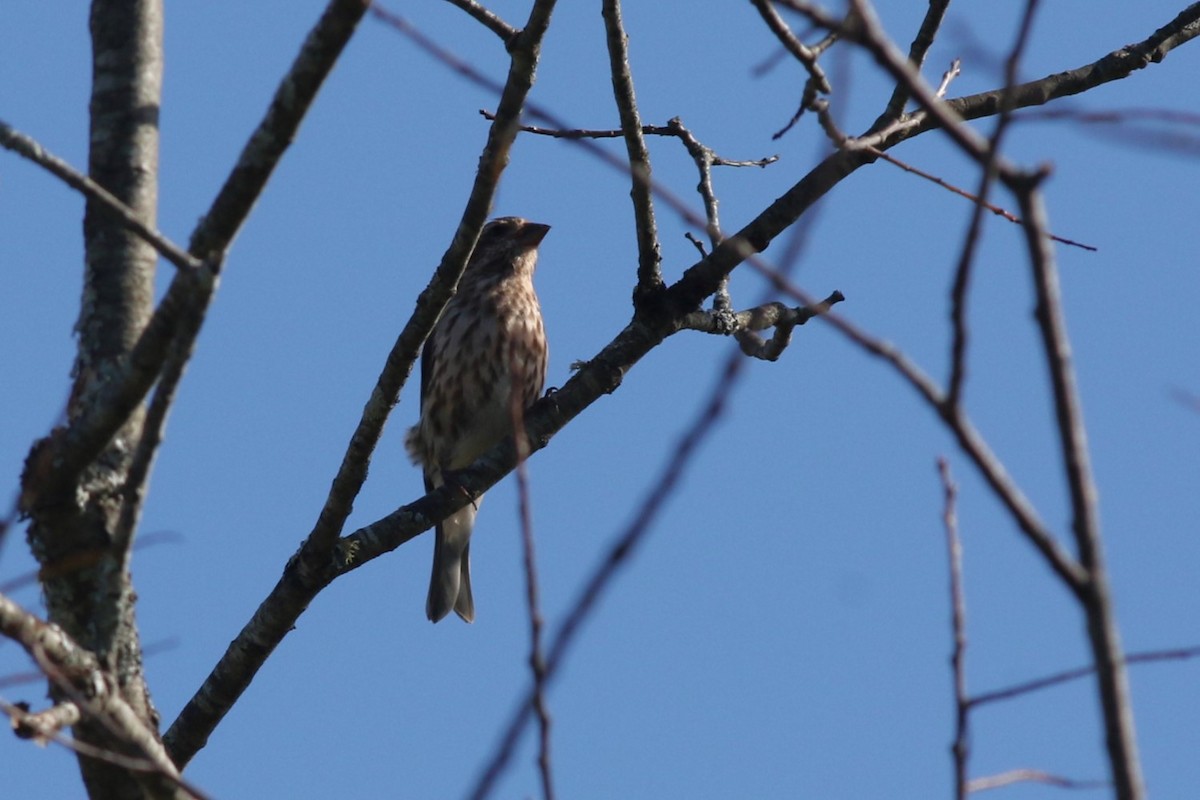 Purple Finch - ML642066102