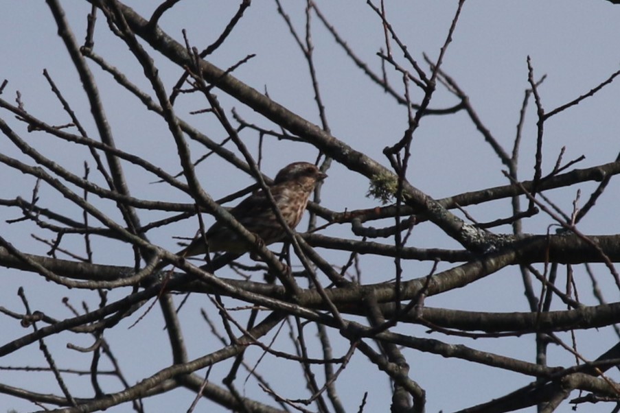 Purple Finch - ML642066103