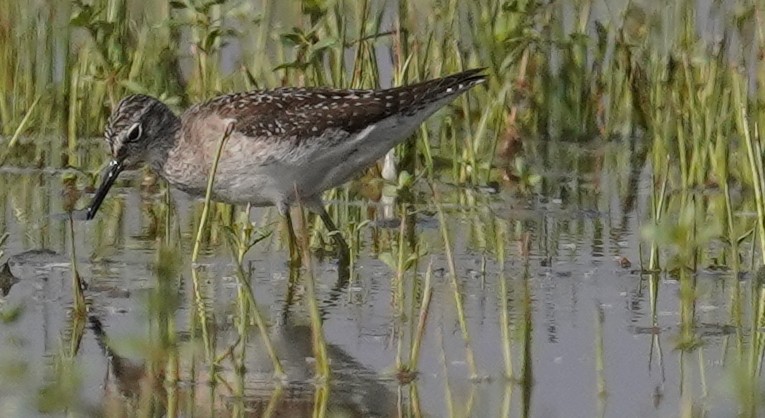 Wood Sandpiper - ML642066123