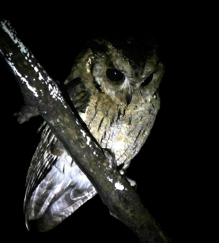 Indian Scops-Owl - ML642066131