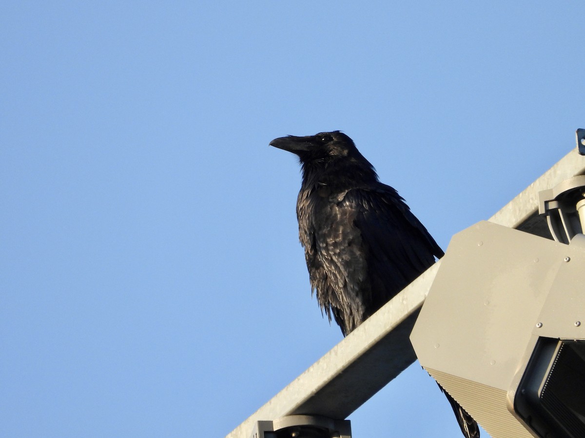 ravn - ML642066136