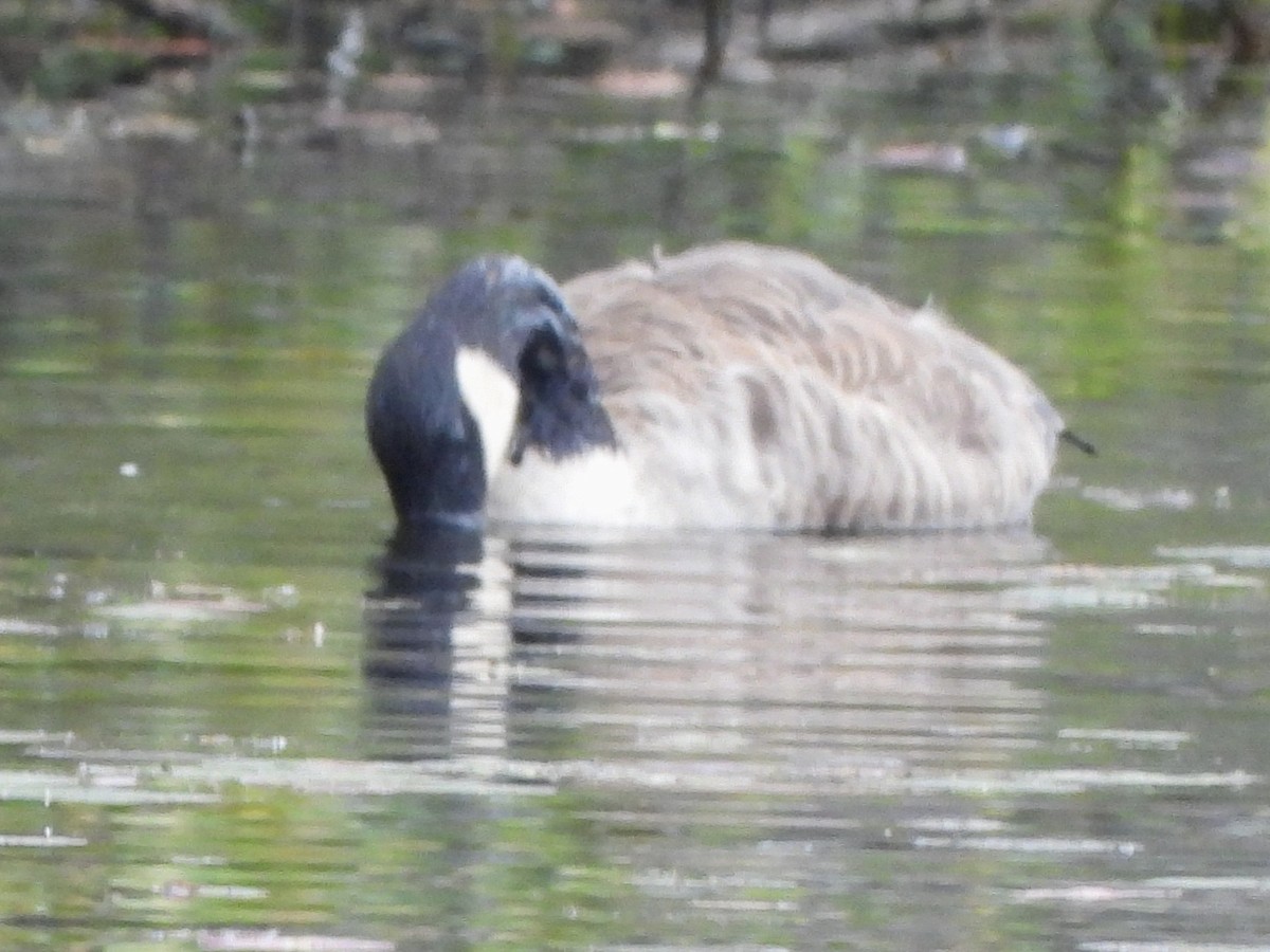 Canada Goose - ML642066139
