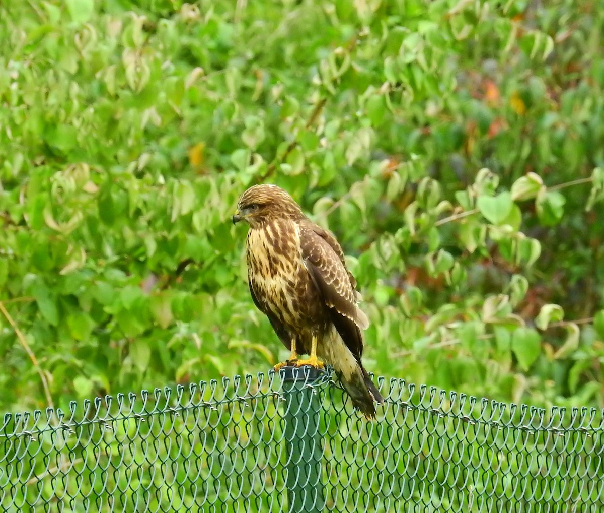 Buse variable - ML642066141