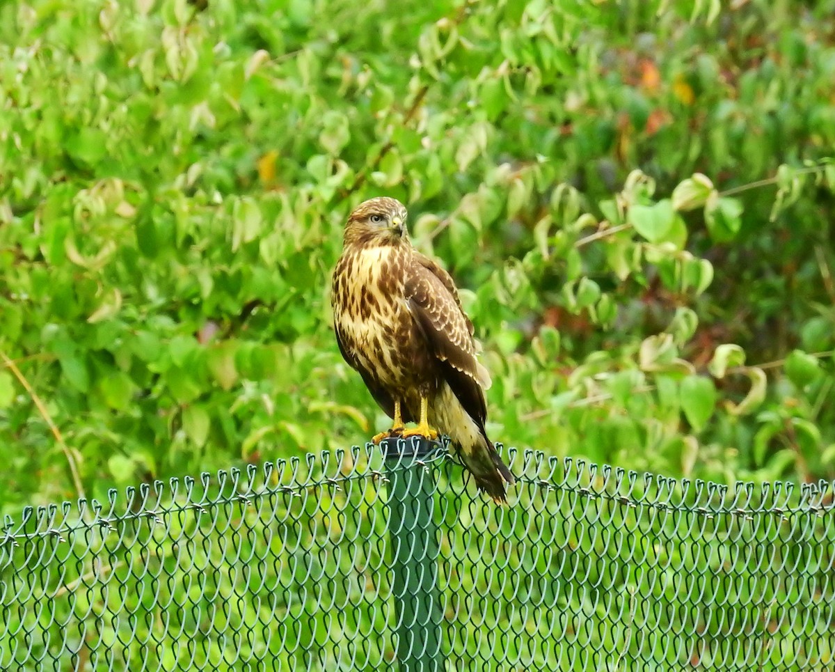 Buse variable - ML642066144