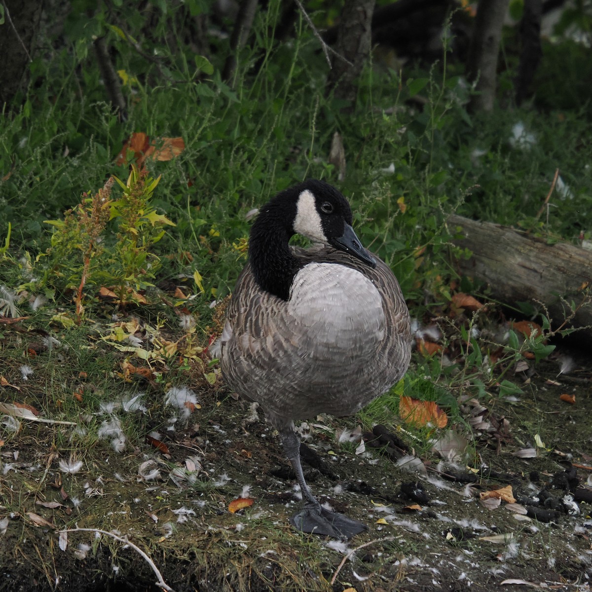 Canada Goose - ML642066147