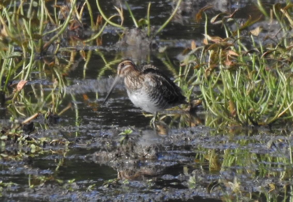 Wilson's Snipe - ML642066176