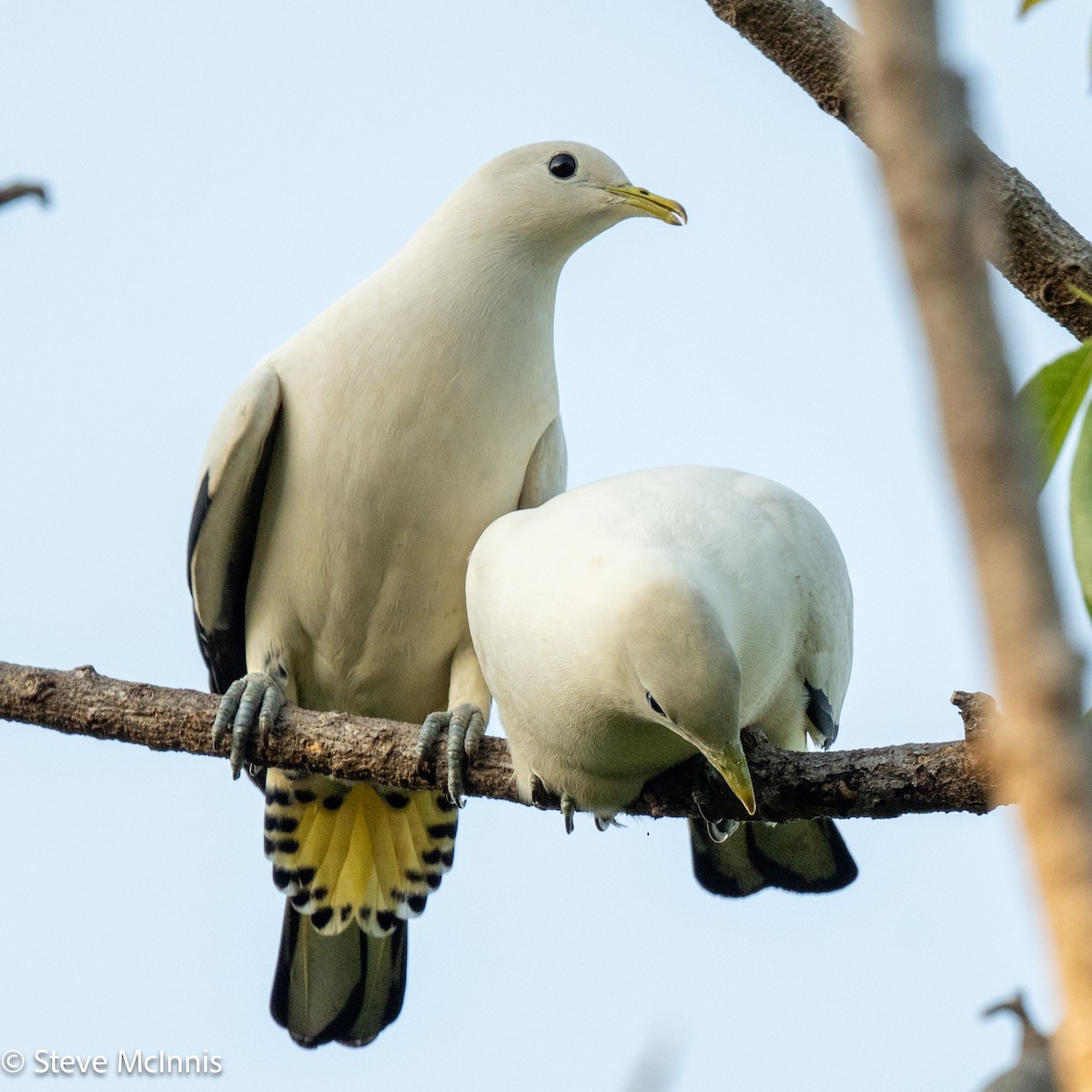 Torresian Imperial-Pigeon - ML642066210