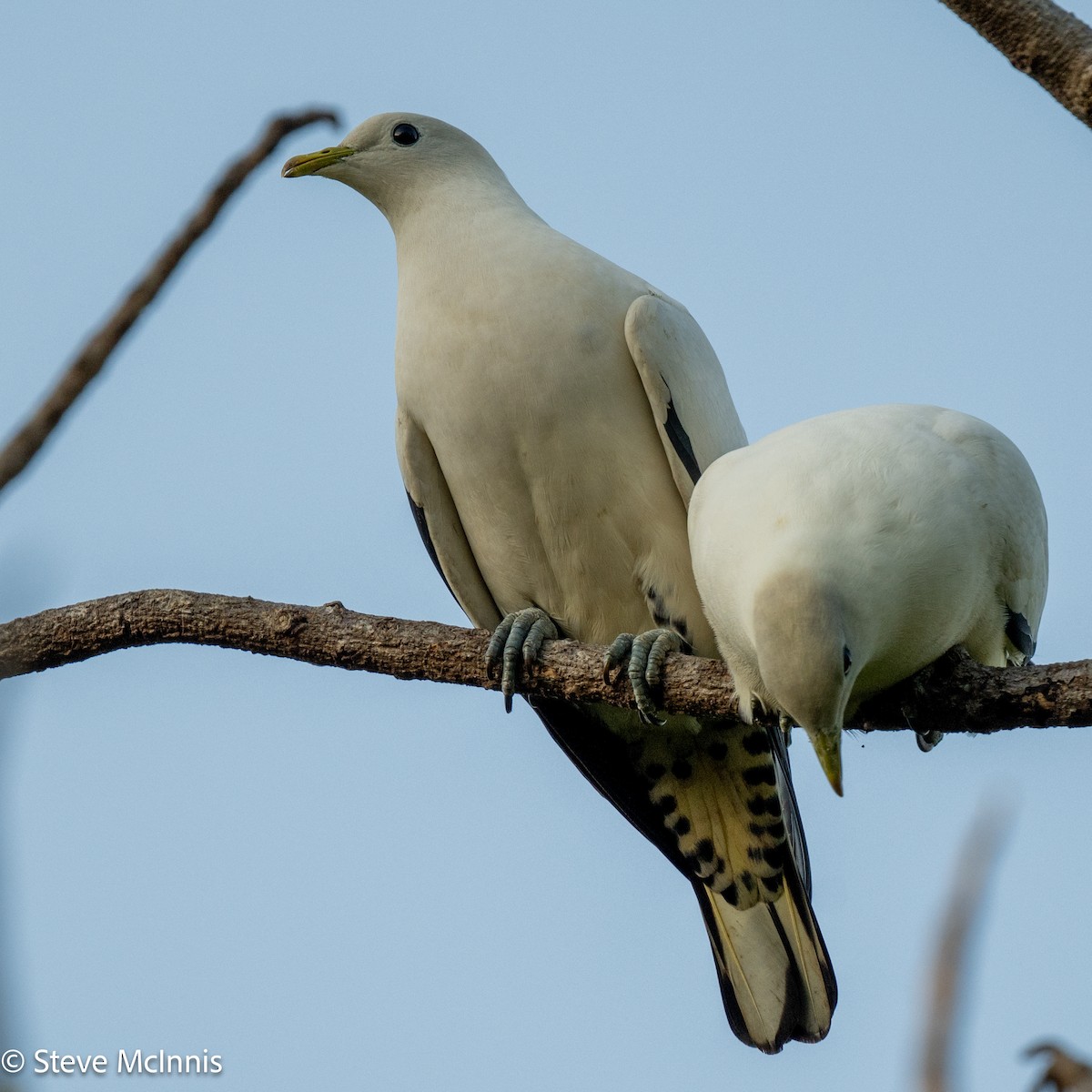 Torresian Imperial-Pigeon - ML642066211