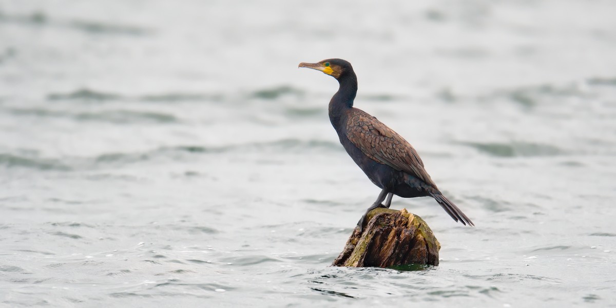 Great Cormorant - ML642066219