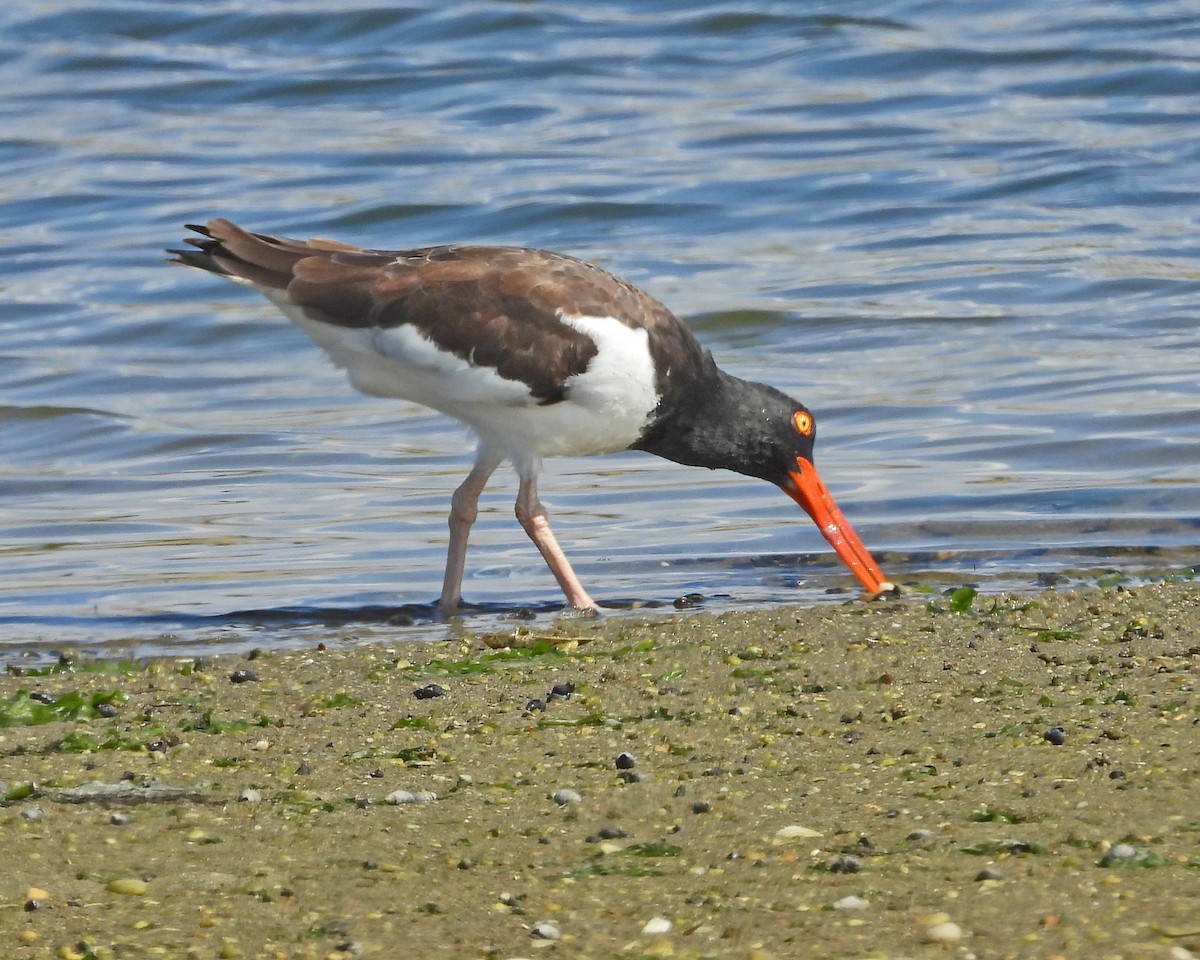 American Oystercatcher - ML642066231