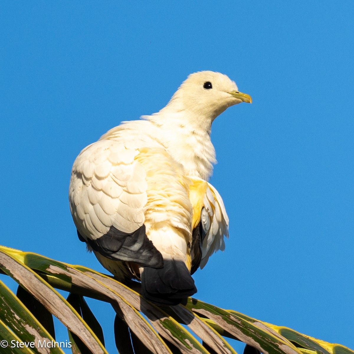Torresian Imperial-Pigeon - ML642066233