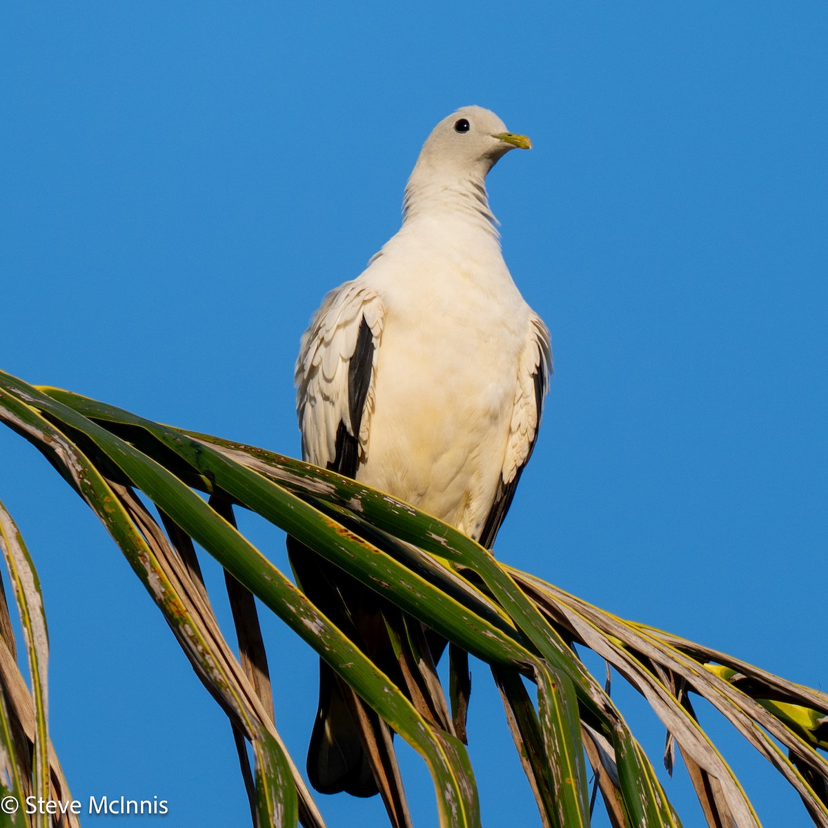Torresian Imperial-Pigeon - ML642066234