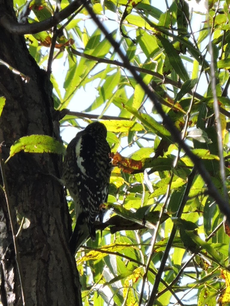 Yellow-bellied Sapsucker - ML642066251