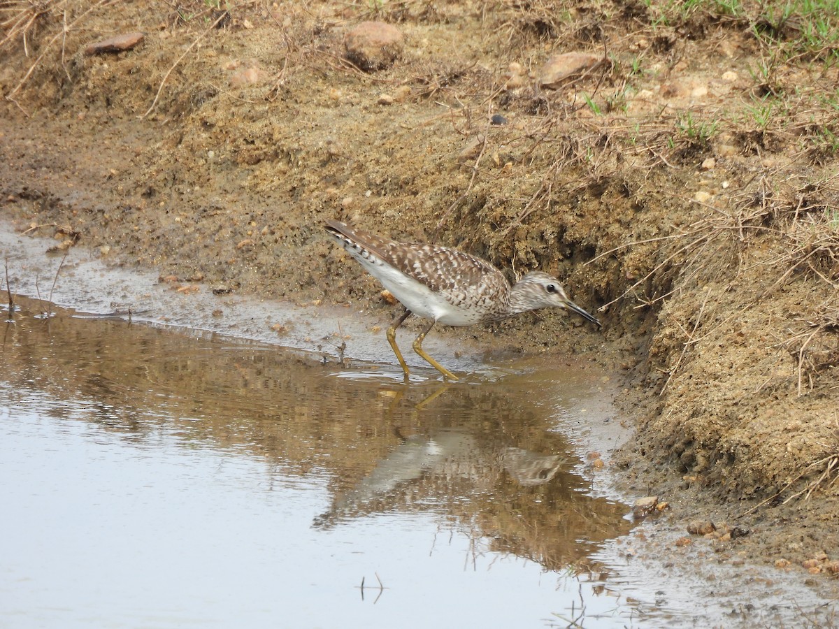 Wood Sandpiper - ML642066259